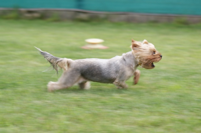 Bright Eyed Hiro Fred - yorkshire terrier |  Homemade coursing... Go, Baby, Go...