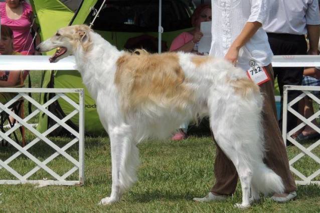 Go Go Bolshoi Jesse James - borzoi | In the dog show...