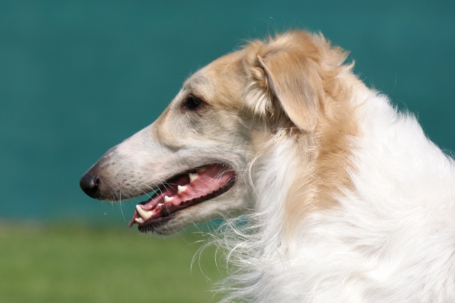 Go Go Bolshoi Jesse James - borzoi | I feel good.