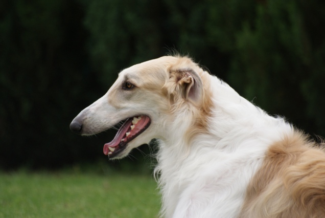 Go Go Bolshoi Jesse James - borzoi | Happiness.