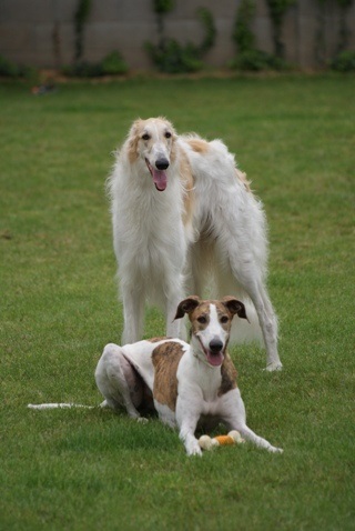 Go Go Bolshoi Jesse James - borzoi | With my sister.