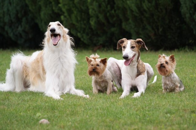Go Go Bolshoi Jesse James - borzoi | The dream team. From left to right: Me, Gubanc, Álom, Elli.