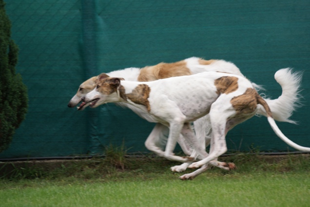 Go Go Bolshoi Jesse James - borzoi | One dog... two dogs...