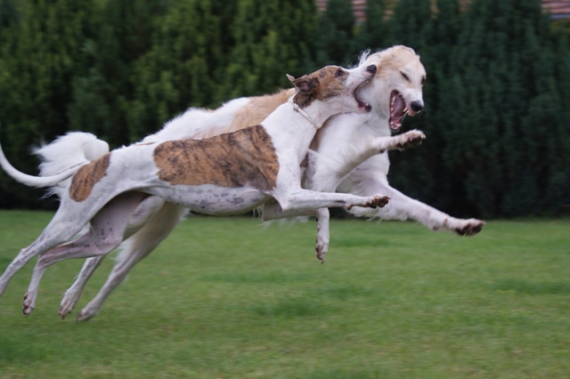 Go Go Bolshoi Jesse James - borzoi | Snarl.