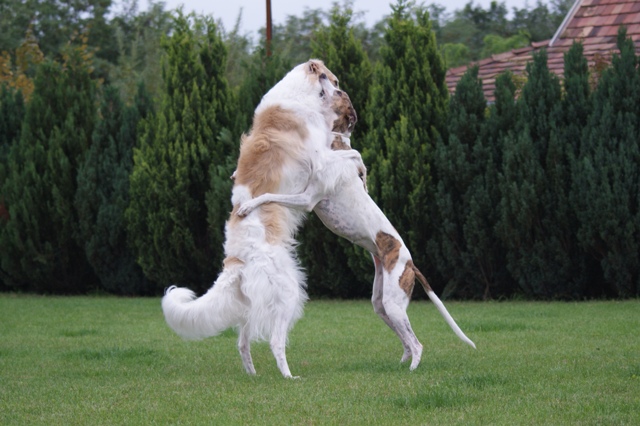 Go Go Bolshoi Jesse James - borzoi | Embrace...