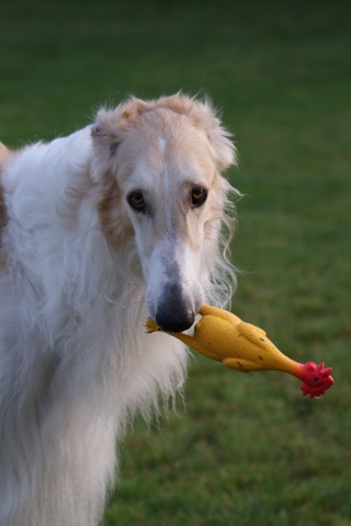 Go Go Bolshoi Jesse James - borzoi | Can I have this chicken?
