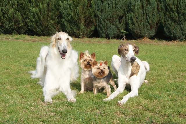 Go Go Bolshoi Jesse James - borzoi | Together. This picture was taken on our car.