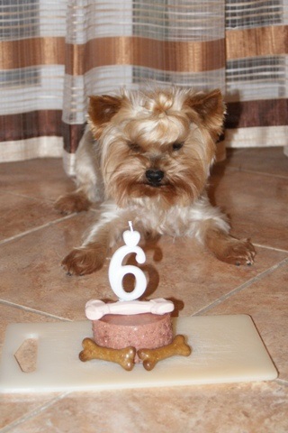 Bright Eyed Hiro Fred - yorkshire terrier |  The sixth birthday cake.