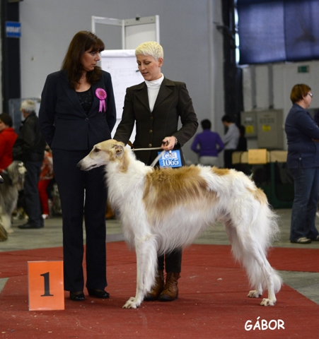Go Go Bolshoi Jesse James - borzoi | BOB and Crufts Qualification.