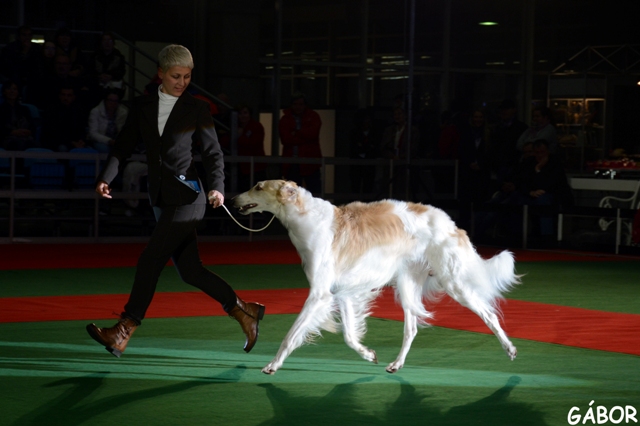 Go Go Bolshoi Jesse James - borzoi | We fly.