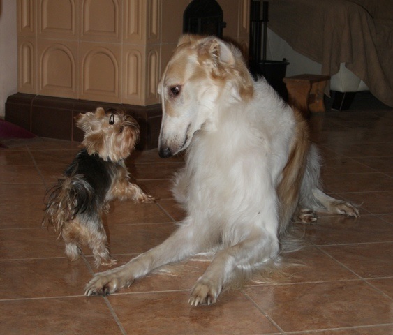 Go Go Bolshoi Jesse James - borzoi | Wooing.