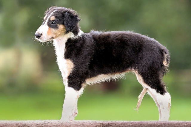 Ninochka's Bellet Blestka - borzoi | Stand.