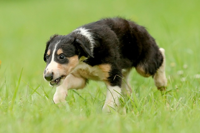 Ninochka's Bellet Blestka - borzoi | I go off to hunt...
