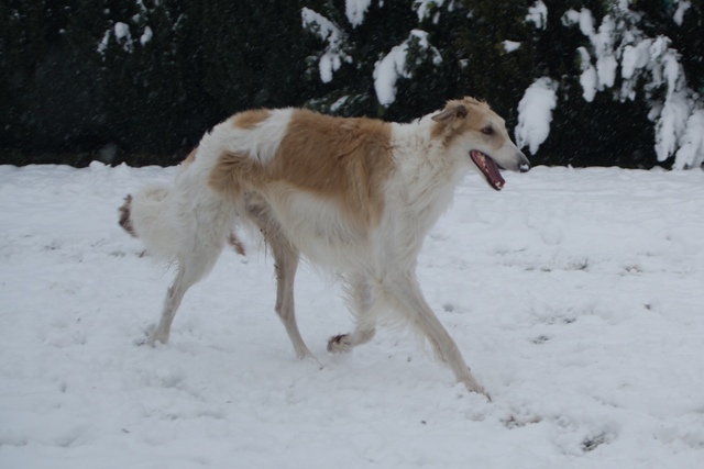 Go Go Bolshoi Jesse James - borzoi | I feel good.