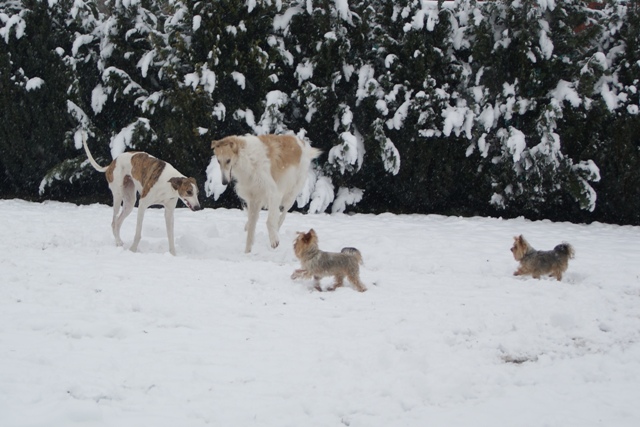 Go Go Bolshoi Jesse James - borzoi | Everyone is enjoying the snow.