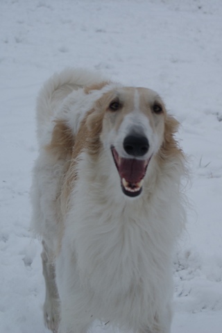 Go Go Bolshoi Jesse James - borzoi | Smile.