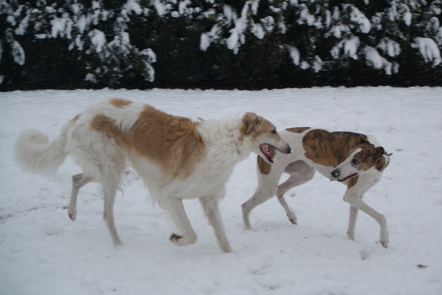 Go Go Bolshoi Jesse James - borzoi | Game start?