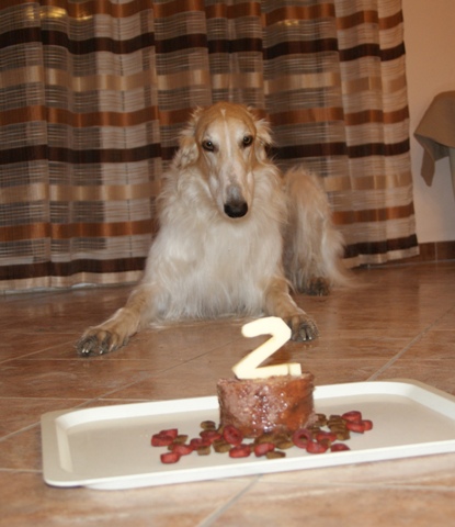 Go Go Bolshoi Jesse James - borzoi | The second birthday cake. (The surprise: is number was made of cheese and made by Papi.)