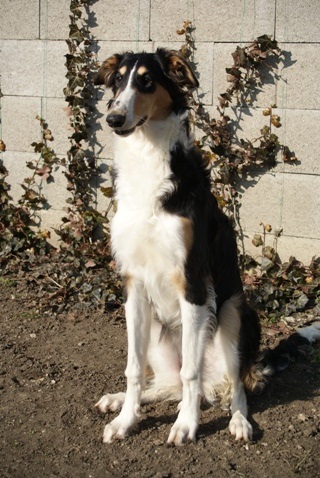 Ninochka's Bellet Blestka - borzoi | I think through it what should I do.
