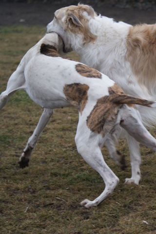 Go Go Bolshoi Jesse James - borzoi | Where is the head of Álom?