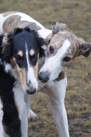 Pannon-Oriental Álom - magyar agar, borzoi | With Shiny.