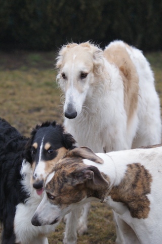 Go Go Bolshoi Jesse James - borzoi | The girls gossip, the man uncomprehends.