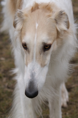 Go Go Bolshoi Jesse James - borzoi | I am my mommy's little prince.