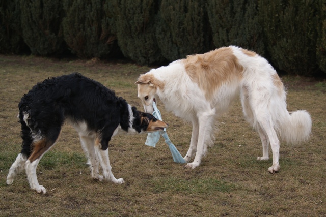 Go Go Bolshoi Jesse James - borzoi | We tease each other.