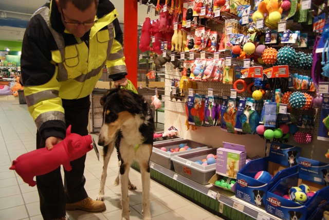 Ninochka's Bellet Blestka - borzoi | My Mami left us alone a little. Result: I went to do the shopping with my Papi immediately.