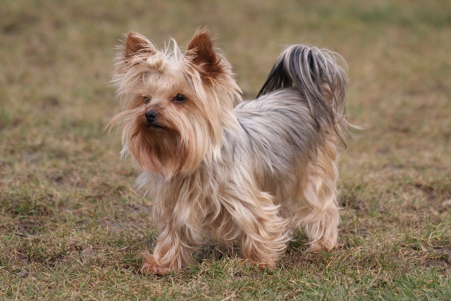 Elli from The Golden Morning - yorkshire terrier | I walk around...