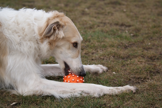 Go Go Bolshoi Jesse James - borzoi | I work hard.