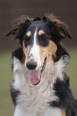 Ninochka's Bellet Blestka - borzoi | Happiness.