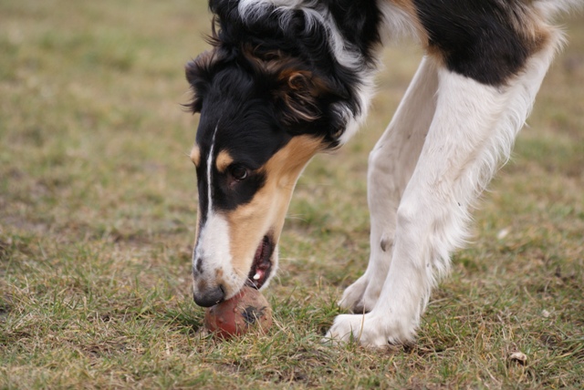 Ninochka's Bellet Blestka - borzoi | Always be careful.