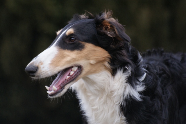 Ninochka's Bellet Blestka - borzoi | Profile.