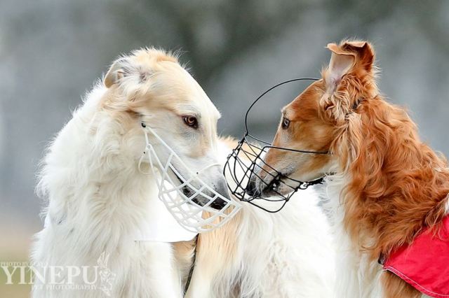 Go Go Bolshoi Jesse James - borzoi | What do you want here?