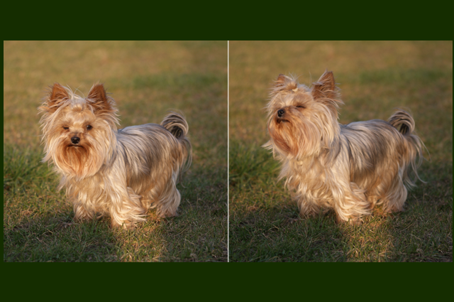 Elli from The Golden Morning - yorkshire terrier | I'm pretty. Good for me here.