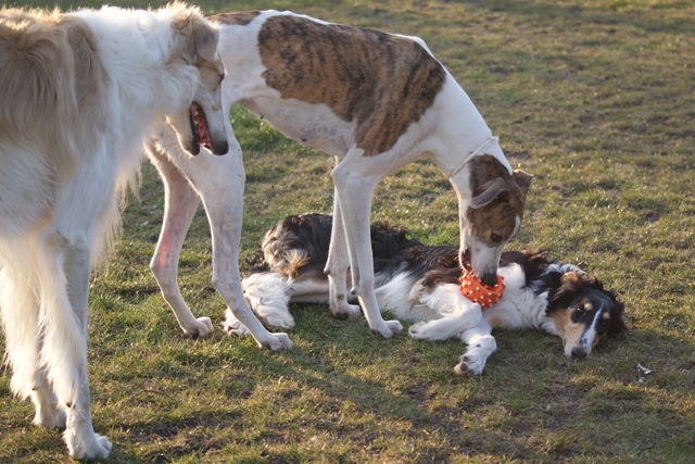 Go Go Bolshoi Jesse James - borzoi | Álom gives you the ball. Shiny, come to play.