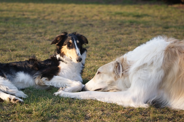 Go Go Bolshoi Jesse James - borzoi | I would like to lull the baby. Or Shiny anesthetized me?