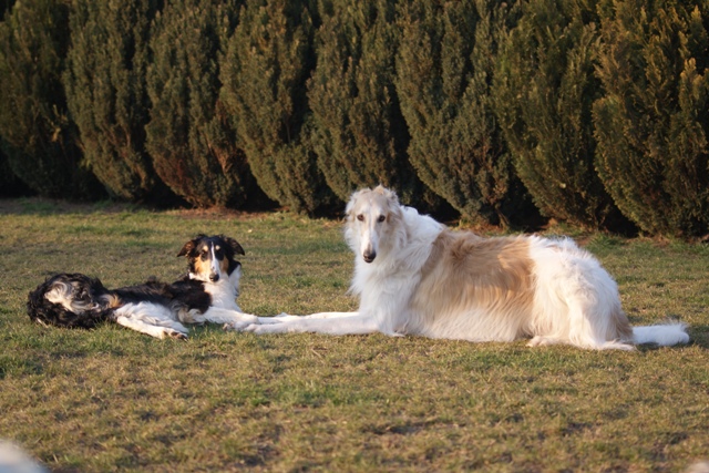 Go Go Bolshoi Jesse James - borzoi | The two of us.