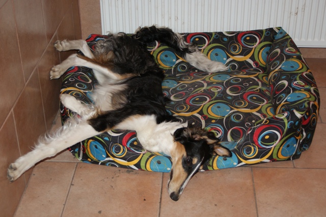Ninochka's Bellet Blestka - borzoi | I walk.