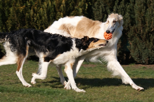 Go Go Bolshoi Jesse James - borzoi | What will happen in the next moment?