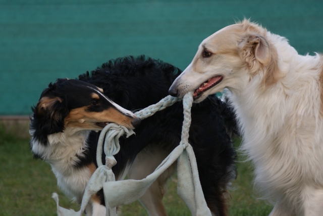 Go Go Bolshoi Jesse James - borzoi | Good play together.