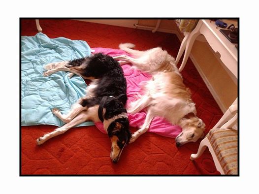 Go Go Bolshoi Jesse James - borzoi | Nicely we sleep at the hotel.