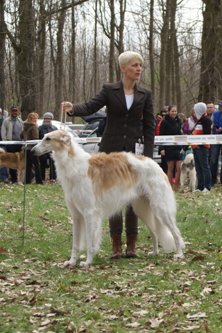 Go Go Bolshoi Jesse James - borzoi | Dog Show in Békéscsaba.