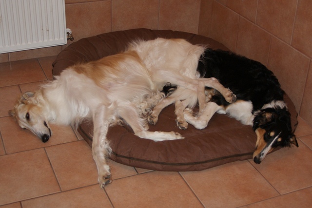 Go Go Bolshoi Jesse James - borzoi | Because together the best.