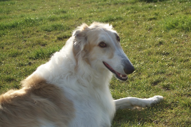 Go Go Bolshoi Jesse James - borzoi | I love you.