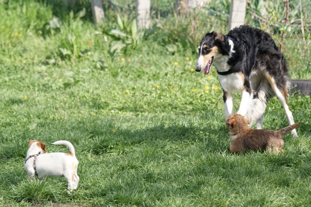 Ninochka's Bellet Blestka - borzoi | When are we going to get home from kindergarten?