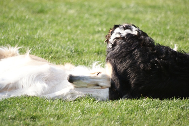 Go Go Bolshoi Jesse James - borzoi | Shiny chewed my ear, even during sleep.