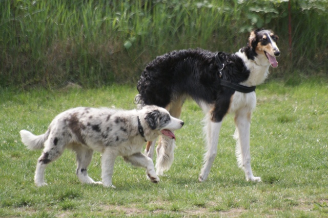 Ninochka's Bellet Blestka - borzoi | In kindergarten, and I'm not afraid.