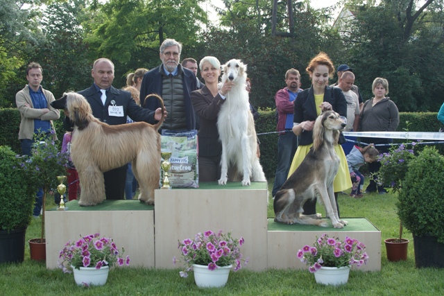 Go Go Bolshoi Jesse James - borzoi | I was the most beautiful sighthound at the show.